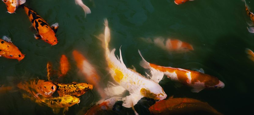 Sarah from Bus Dev…